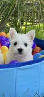 Murphy , a male West Highland White Terrier for sale in Minonk, IL – 2 of 4