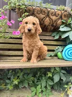 Ben, a male Goldendoodle for sale in Minonk, IL – 5 of 5