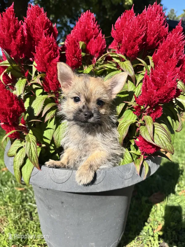 Archie – Cairn Terrier, Yorkshire Terrier puppy for sale in Minonk, IL