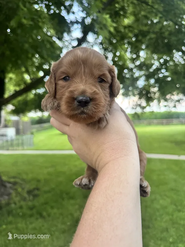Clifford – Goldendoodle puppy for sale in Minonk, IL