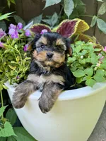 Spohie, a female Yorkshire Terrier for sale in Minonk, IL – 2 of 4
