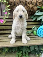 Violet, a female Goldendoodle for sale in Minonk, IL – 5 of 5