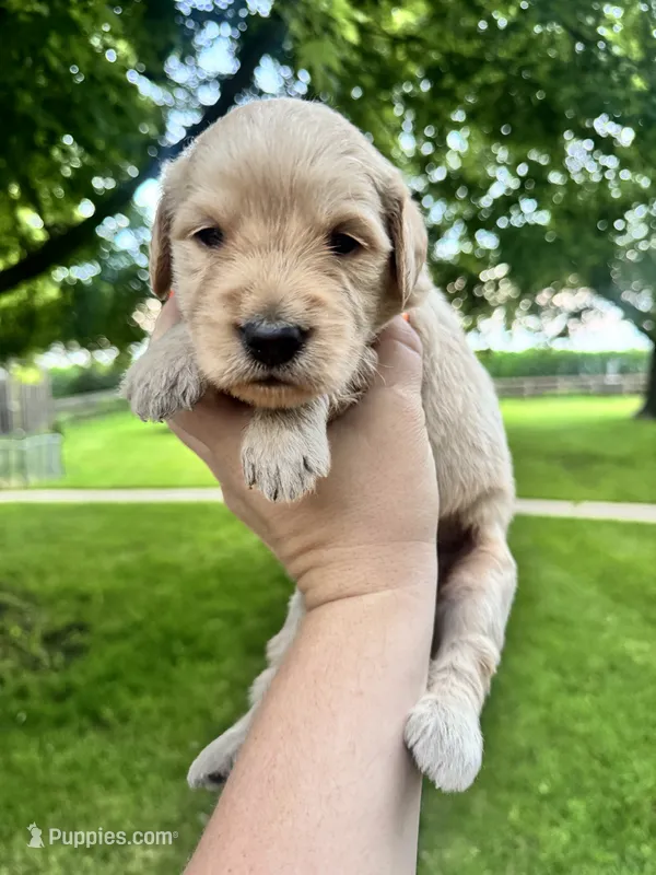 Clyde  – Goldendoodle puppy for sale in Minonk, IL