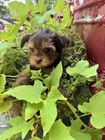 Bella, a female Yorkshire Terrier for sale in Minonk, IL – 4 of 5