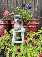 Cooper, a male Havachon for sale in Minonk, IL – 5 of 10