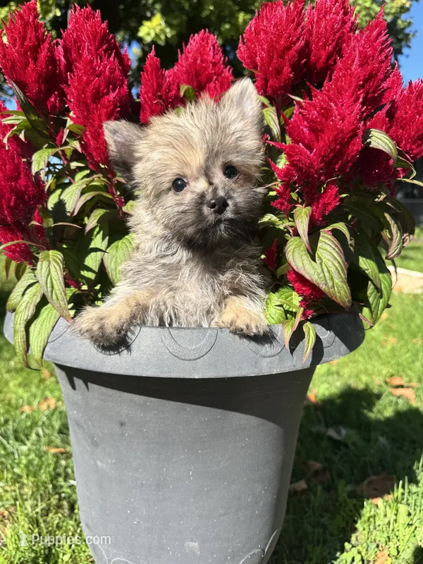 Oliver – Cairn Terrier, Yorkshire Terrier puppy for sale in Minonk, IL
