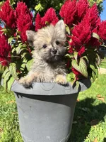Oliver, a  Cairn Terrier and Yorkshire Terrier for sale in Minonk, IL – 1 of 6
