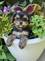 Spohie, a female Yorkshire Terrier for sale in Minonk, IL – 3 of 4