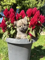 Oliver, a  Cairn Terrier and Yorkshire Terrier for sale in Minonk, IL – 2 of 6