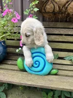 Clair, a female Goldendoodle for sale in Minonk, IL – 4 of 5