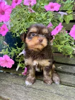 Daisy, a female Yorkshire Terrier for sale in Minonk, IL – 2 of 7
