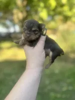 Little Levi, a male Yorkshire Terrier for sale in Minonk, IL – 3 of 6