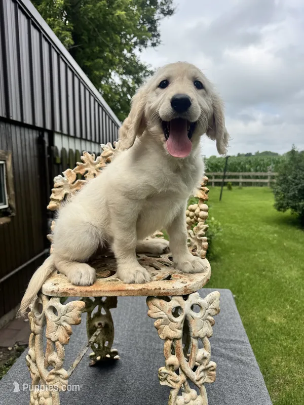Clair – Goldendoodle puppy for sale in Minonk, IL