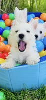 Weston, a male West Highland White Terrier for sale in Minonk, IL – 5 of 5