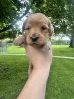 Airel, a female Goldendoodle for sale in Minonk, IL – 4 of 5