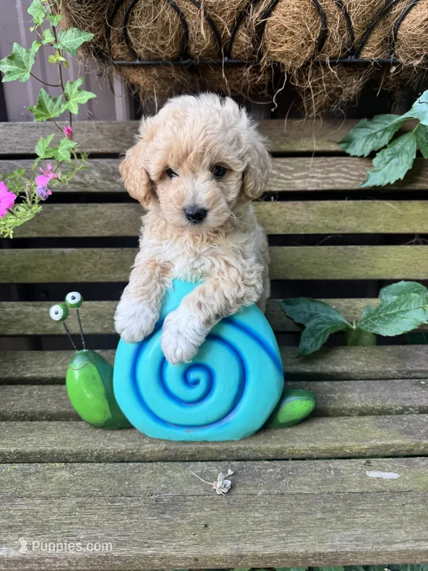Scout – Poochon puppy for sale in Minonk, IL