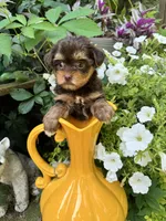 Daisy, a female Yorkshire Terrier for sale in Minonk, IL – 5 of 7