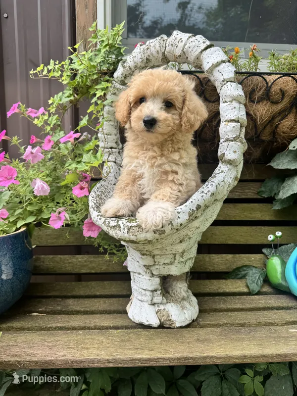 Scout – Poochon puppy for sale in Minonk, IL