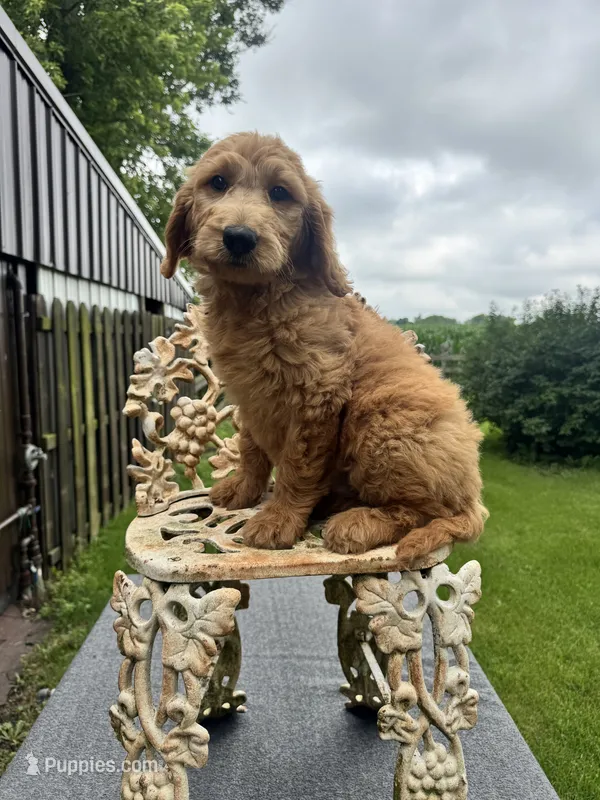 Scarlet  – Goldendoodle puppy for sale in Minonk, IL