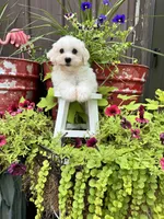 Teddy, a male Havachon for sale in Minonk, IL – 3 of 5