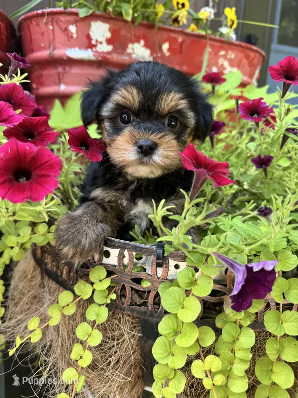 Sammy – Yorkshire Terrier puppy for sale in Minonk, IL