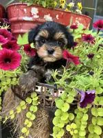 Sammy, a female Yorkshire Terrier for sale in Minonk, IL – 1 of 4