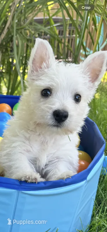 Murphy  – West Highland White Terrier puppy for sale in Minonk, IL