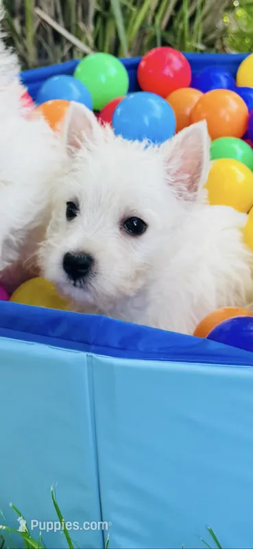 Weston – West Highland White Terrier puppy for sale in Minonk, IL