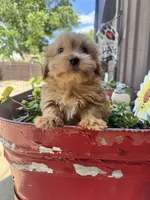 Benny, a male Yorkshire Terrier for sale in Minonk, IL – 2 of 5