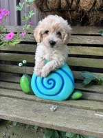 Bruce , a male Poochon for sale in Minonk, IL – 3 of 4