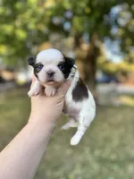 Chewy , a male Shih Tzu for sale in Minonk, IL – 5 of 10