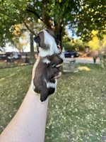 Gizmo, a male Shih Tzu for sale in Minonk, IL – 4 of 9