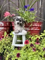 Cooper, a male Havachon for sale in Minonk, IL – 10 of 10