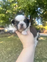 Buster, a male Shih Tzu for sale in Minonk, IL – 6 of 8