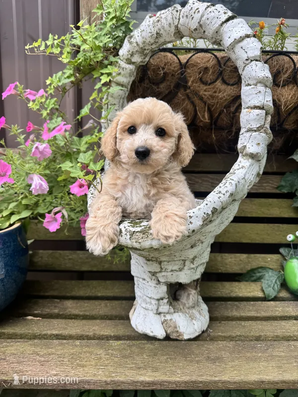 Bruce  – Poochon puppy for sale in Minonk, IL