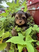 Bella, a female Yorkshire Terrier for sale in Minonk, IL – 5 of 5