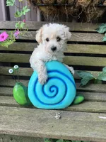 Pete, a male Poochon for sale in Minonk, IL – 5 of 5