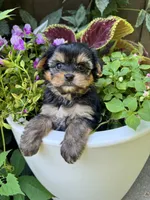 Spohie, a female Yorkshire Terrier for sale in Minonk, IL – 4 of 4