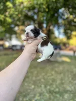 Chewy , a male Shih Tzu for sale in Minonk, IL – 3 of 10