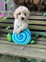 Bruce , a male Poochon for sale in Minonk, IL – 2 of 4