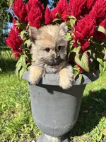 Oliver, a  Cairn Terrier and Yorkshire Terrier for sale in Minonk, IL – 6 of 6