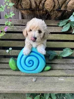 Scout, a male Poochon for sale in Minonk, IL – 3 of 3