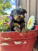 Timmy, a male Yorkshire Terrier for sale in Minonk, IL – 2 of 4