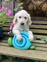 Clair, a female Goldendoodle for sale in Minonk, IL – 5 of 5