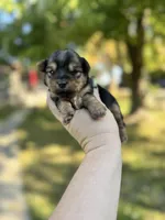 Toby, a male Yorkshire Terrier for sale in Minonk, IL – 8 of 8