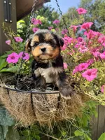 Maggie, a female Yorkshire Terrier for sale in Minonk, IL – 5 of 5
