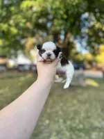 Chewy , a male Shih Tzu for sale in Minonk, IL – 8 of 10