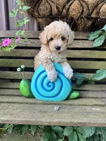 Scout, a male Poochon for sale in Minonk, IL – 2 of 3