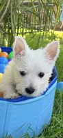 Murphy , a male West Highland White Terrier for sale in Minonk, IL – 3 of 4