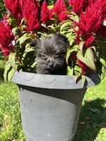 Rocky, a male Cairn Terrier and Yorkshire Terrier for sale in Minonk, IL – 2 of 5
